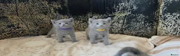 Russian Blue cats for sale: TICA full pedigree RUSSIAN BLUE kittens  - Advert 3