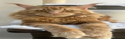 Maine Coon cats for sale: Maine coon kittens  - Advert 21