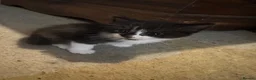 Mixed Breed cats for sale: 2 femles left read description x - Advert 8