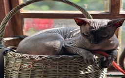 Sphynx cats for sale: Beautiful 2 yr old sphynx boy - Image 2
