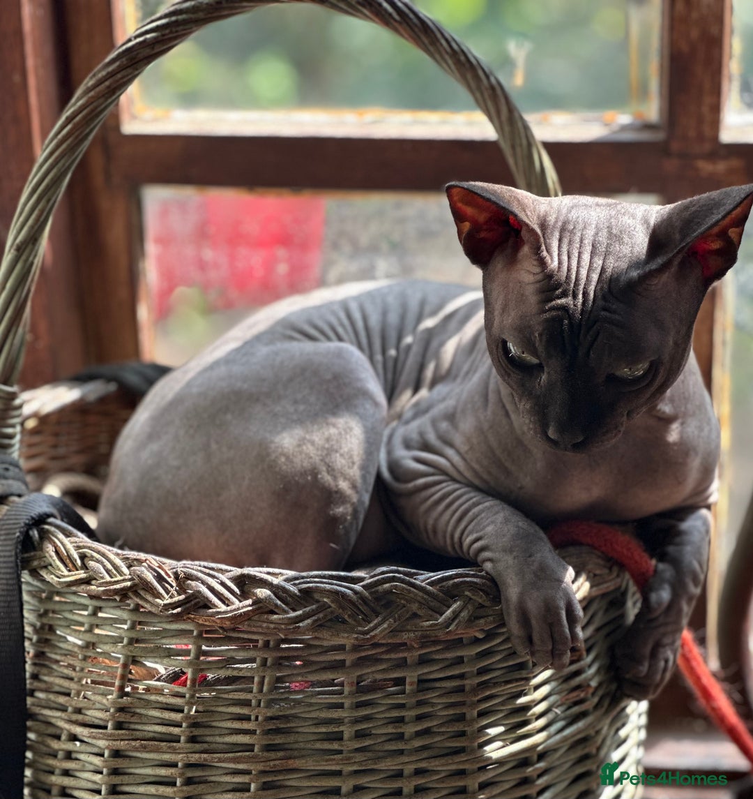 Sphynx cats for sale: Beautiful 2 yr old sphynx boy - Image 2