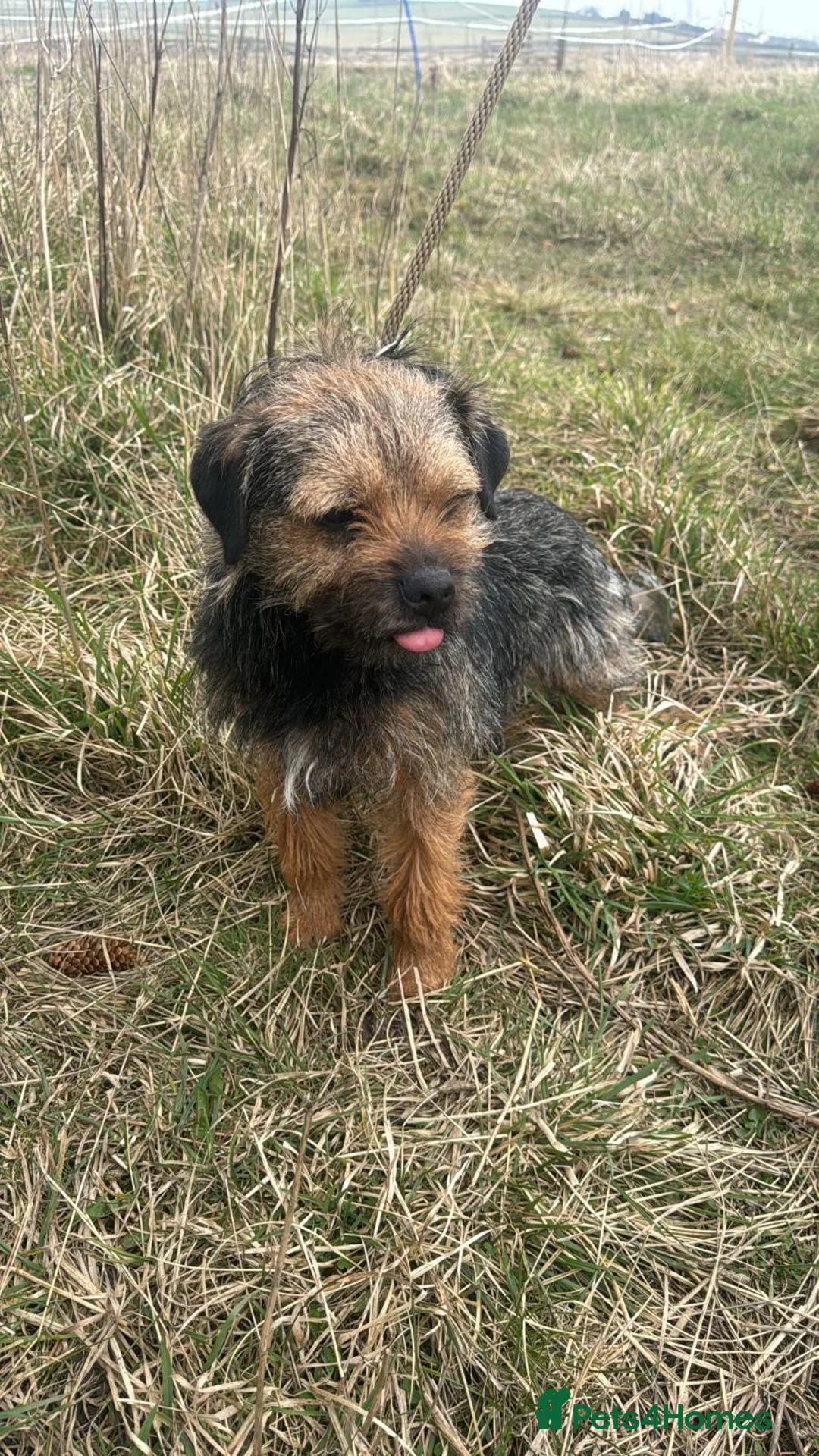 Border Terrier dogs for sale: 5 Border Terrier Puppies - Advert 17