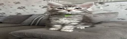 Maine Coon cats for sale: AMAZING TICA REGISTERED HEALTH TESTED KITTENS  - Advert 11