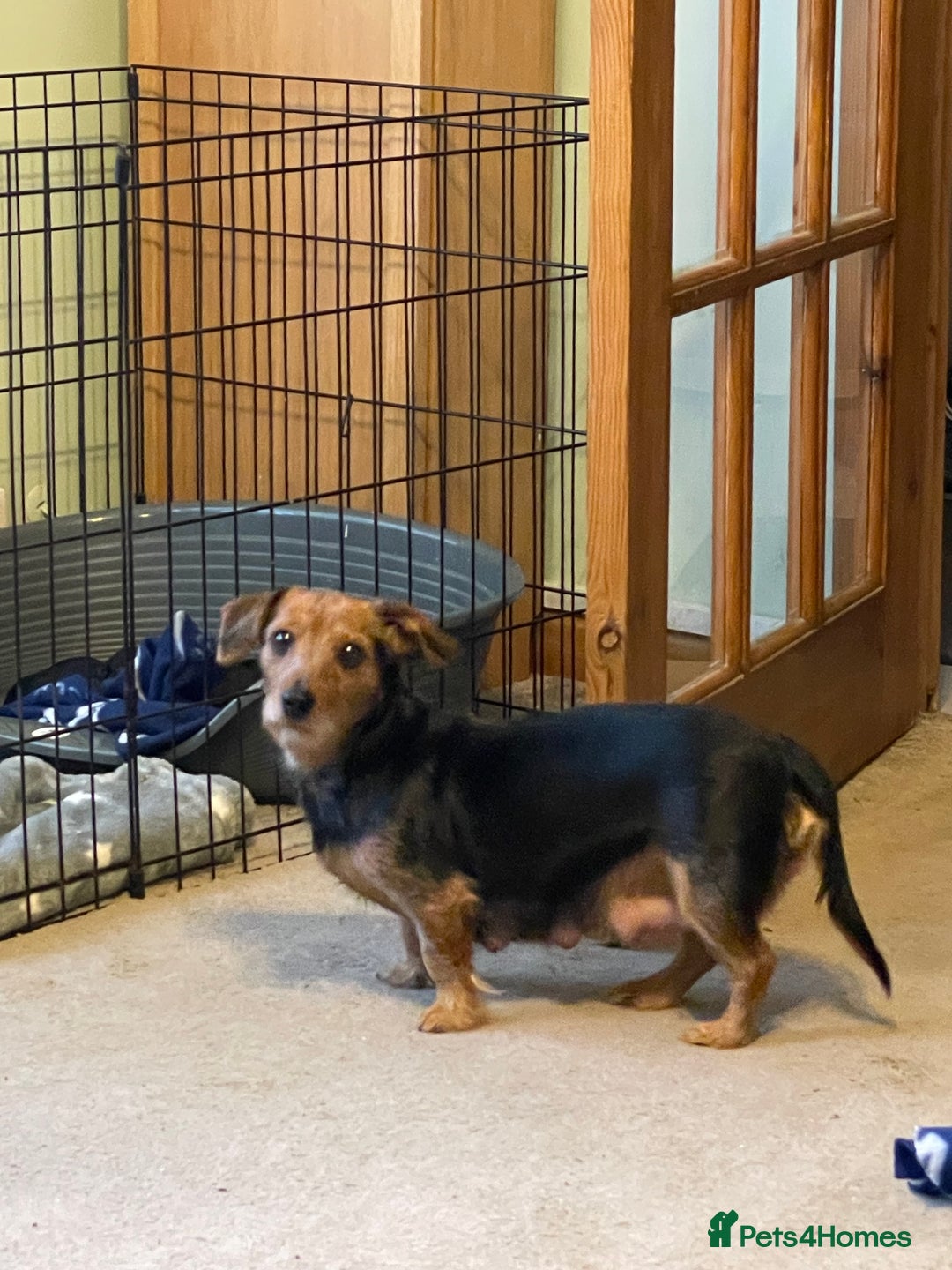 Mixed Breed dogs for sale: Dachshund Jack Russel xdachsund  - Advert 1