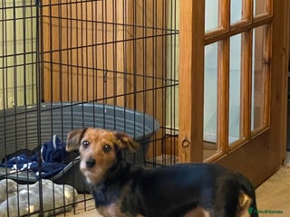 Mixed Breed dogs Dachshund Jack Russel xdachsund - Advert 1