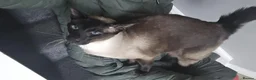 Siamese cats for sale: Sad rehoming  - Advert 2