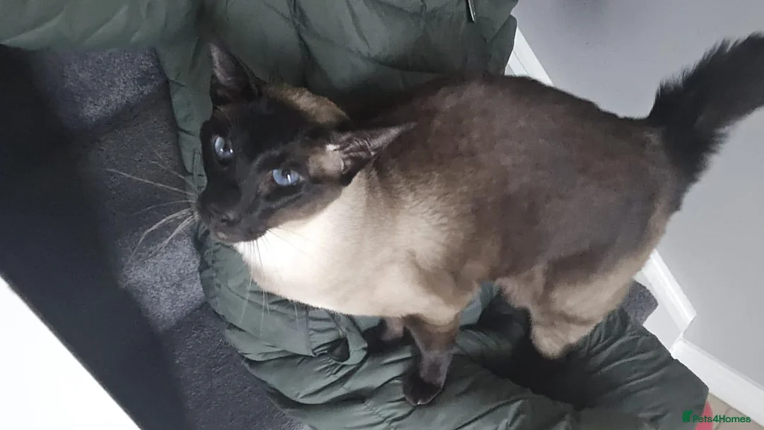 Siamese cats for sale: Sad rehoming  - Advert 2