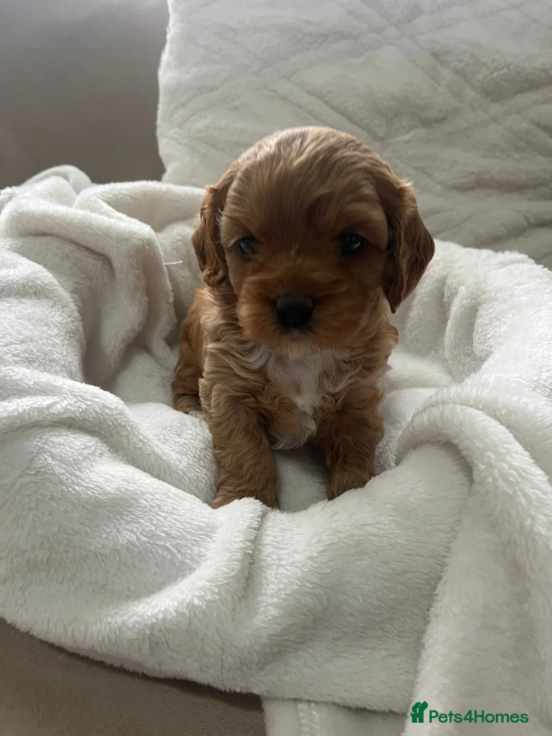 Cavapoochon dogs for sale: 🐾 Adorable Cavapoochon Puppies - Ready 14th March - Advert 23