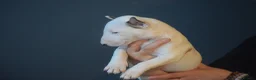 Bull Terrier dogs for sale: Quality Bull Terrier Puppies - Advert 4