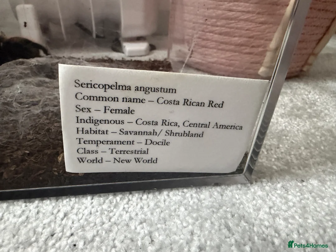 Tarantulas invertebrates for sale: Costa Rican Red Tarantula in Chessington - Advert 2