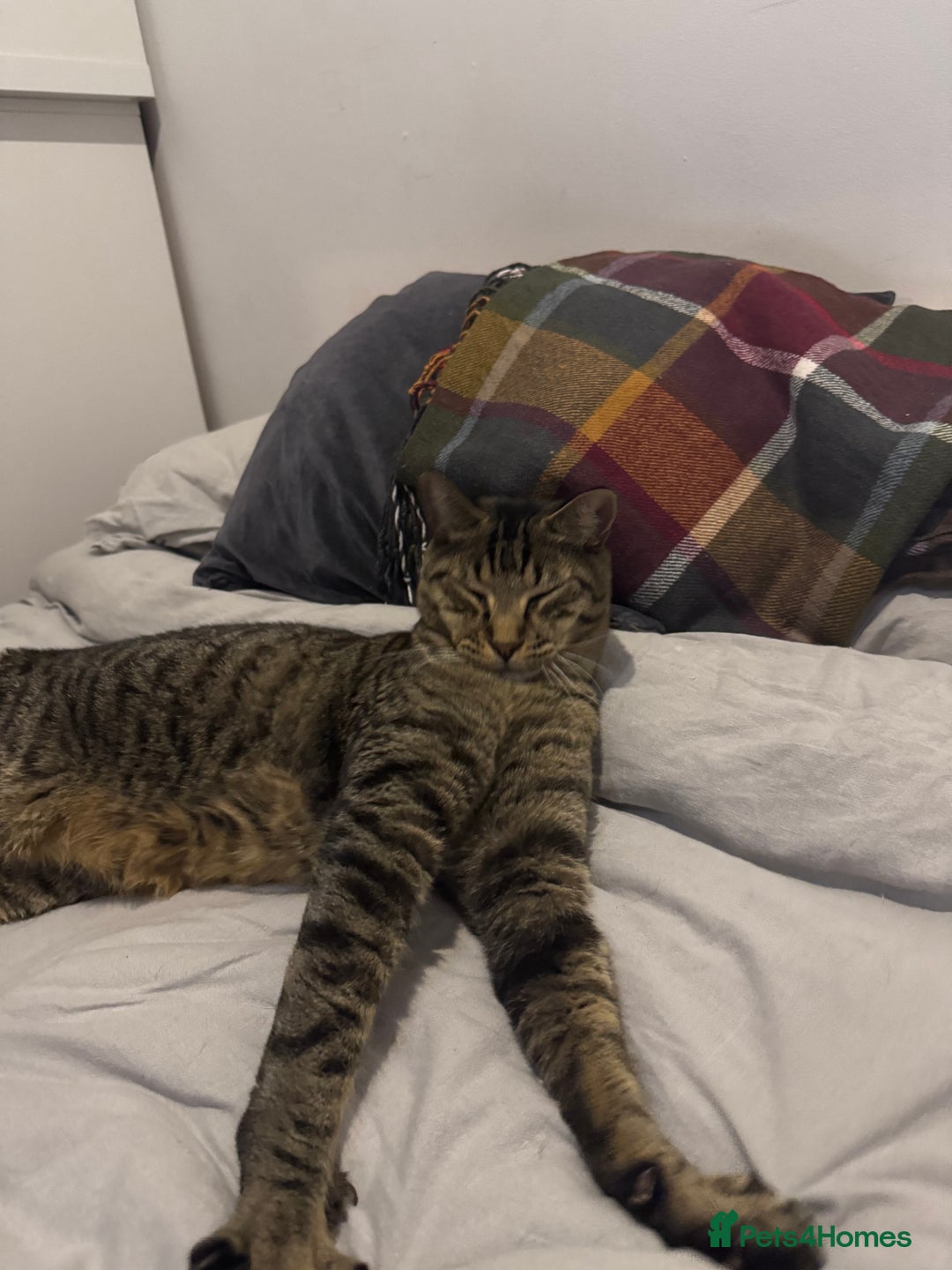 Mixed Breed cats for sale: Amazing Cats - Advert 9