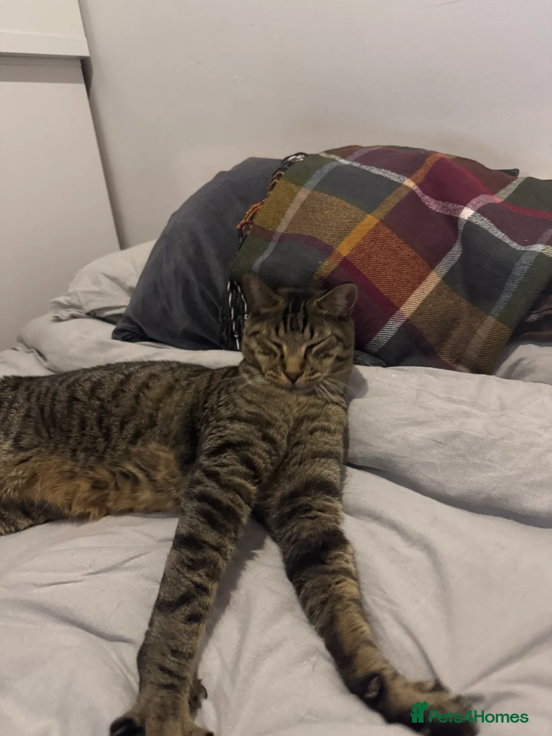 Mixed Breed cats for sale: Amazing Cats - Advert 9