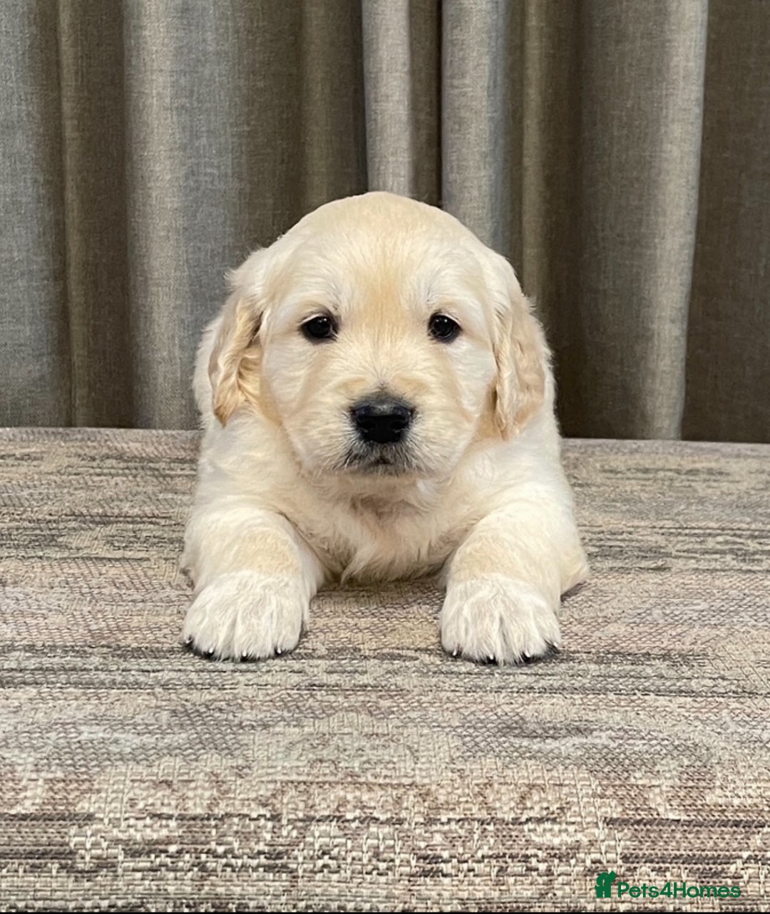 Golden Retriever dogs for sale: Beautiful golden retriever puppies for sale  - Image 6