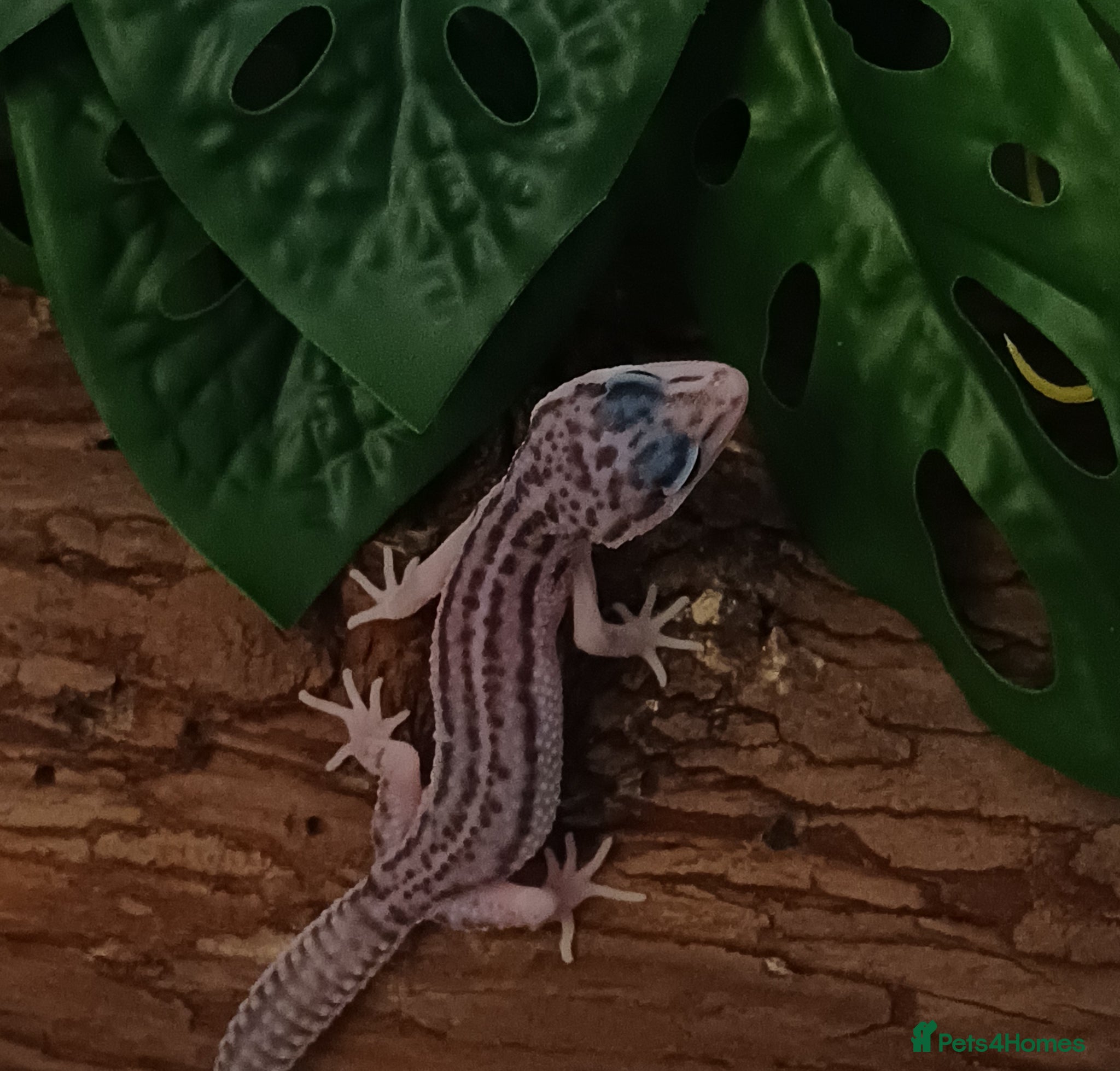 Leopard Gecko reptiles Mack Snow Eclipse (Blacknight x Tangerine Cross)  - Advert 2