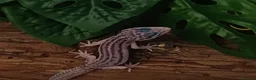 Leopard Gecko reptiles for sale: Mack Snow Eclipse (Tangerine x Black Night Cross)  - Advert 2