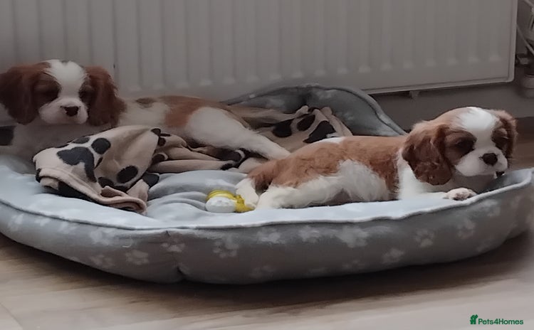 Cavalier King Charles Spaniel dogs - Advert 4