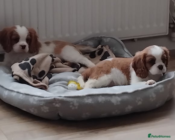 Cavalier King Charles Spaniel dogs - Advert 10