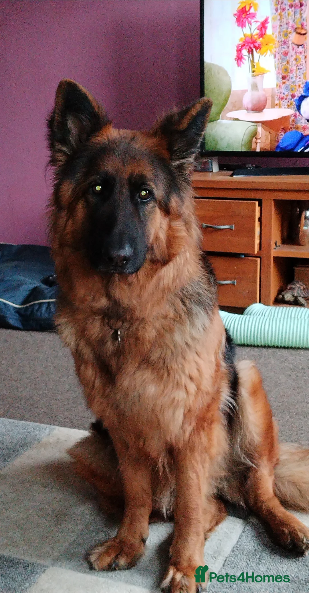 German Shepherd dogs for sale: Beautiful long haired German Shepherd puppies  in Margate - Advert 1