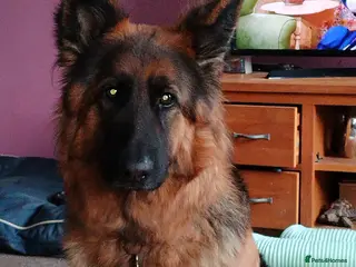 German Shepherd dogs Beautiful long haired German Shepherd puppies - Advert 1