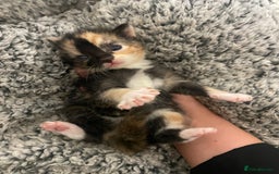 Domestic Shorthair cats for sale: Beautiful kittens  - Image 10