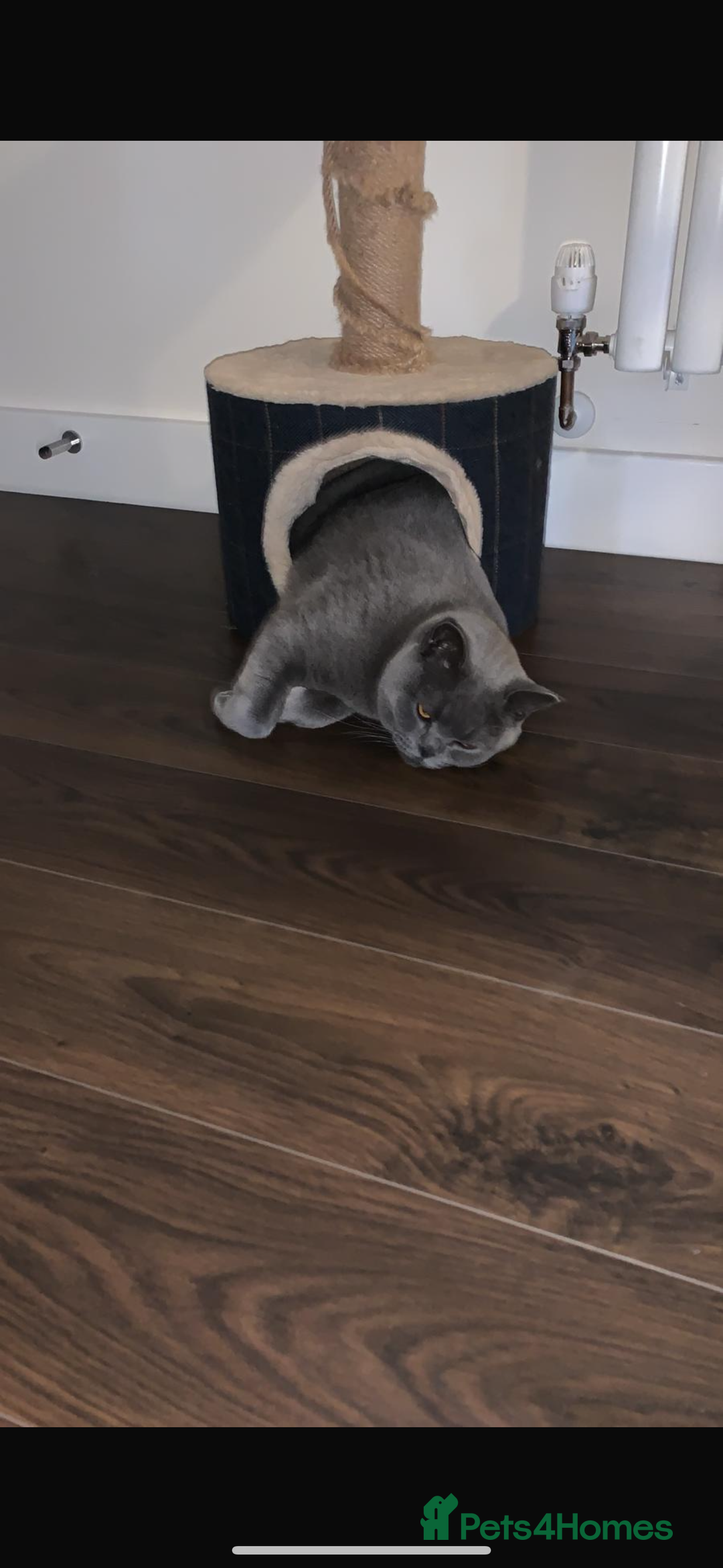 Ragdoll cats for sale: Ragdoll cross British blue kittens  - Advert 6