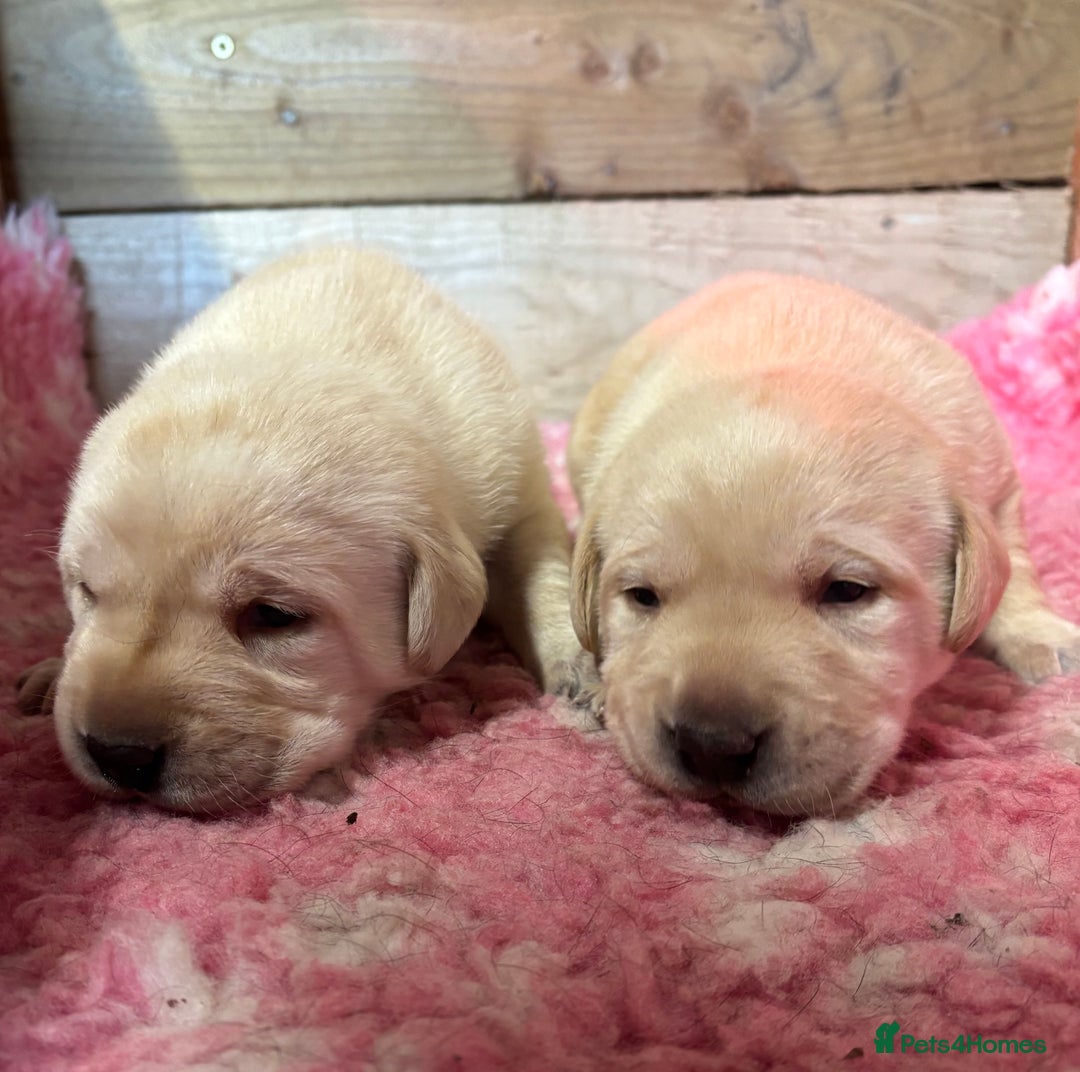 Labrador Retriever dogs for sale: Beautiful health tested Labrador puppies  - Advert 1
