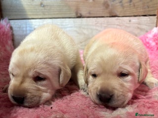 Labrador Retriever dogs Beautiful health tested Labrador puppies - Advert 2