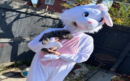 Staffordshire Bull Terrier dogs for sale: staffy puppies - Image 7