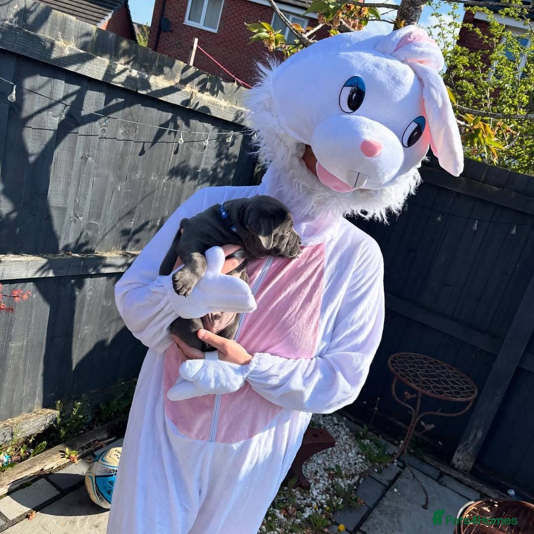 Staffordshire Bull Terrier dogs for sale: staffy puppies - Image 7