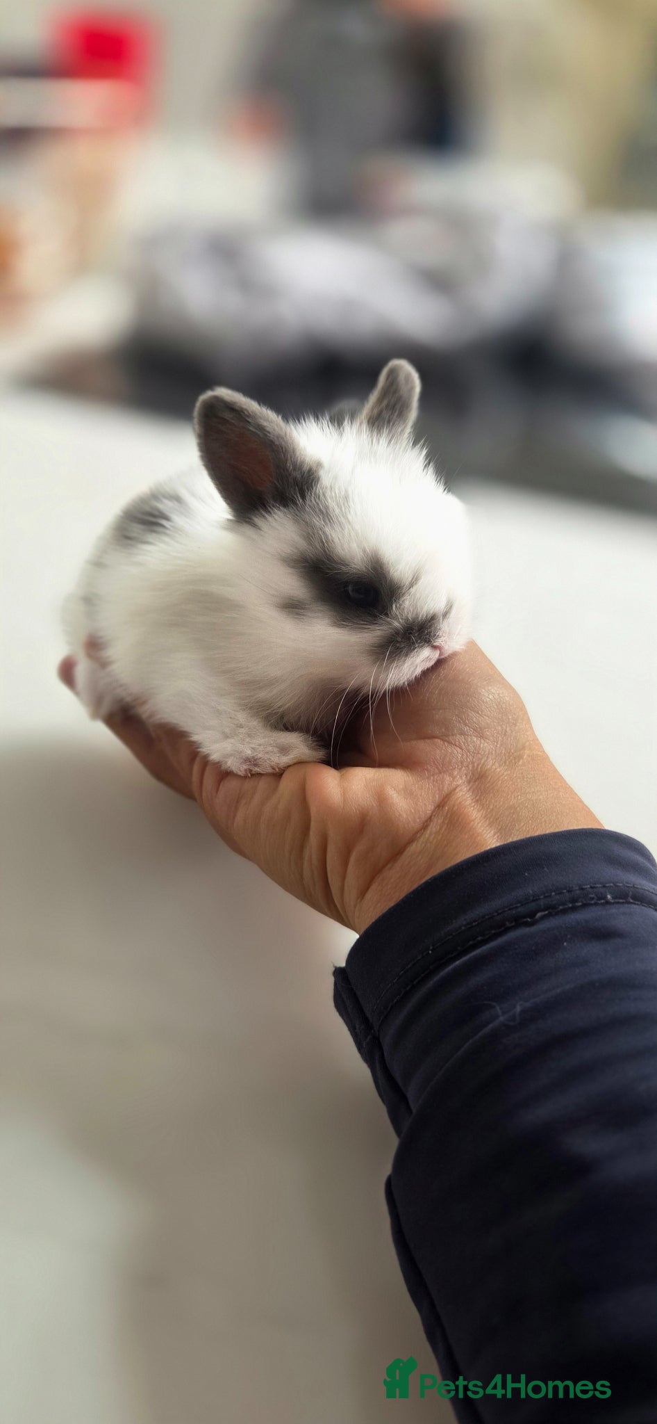 Mini Lion Lop rabbits for sale: Lionlops - Advert 1