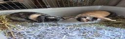 Mixed Breed rabbits for sale: Male & female rabbit free to good home. - Advert 1