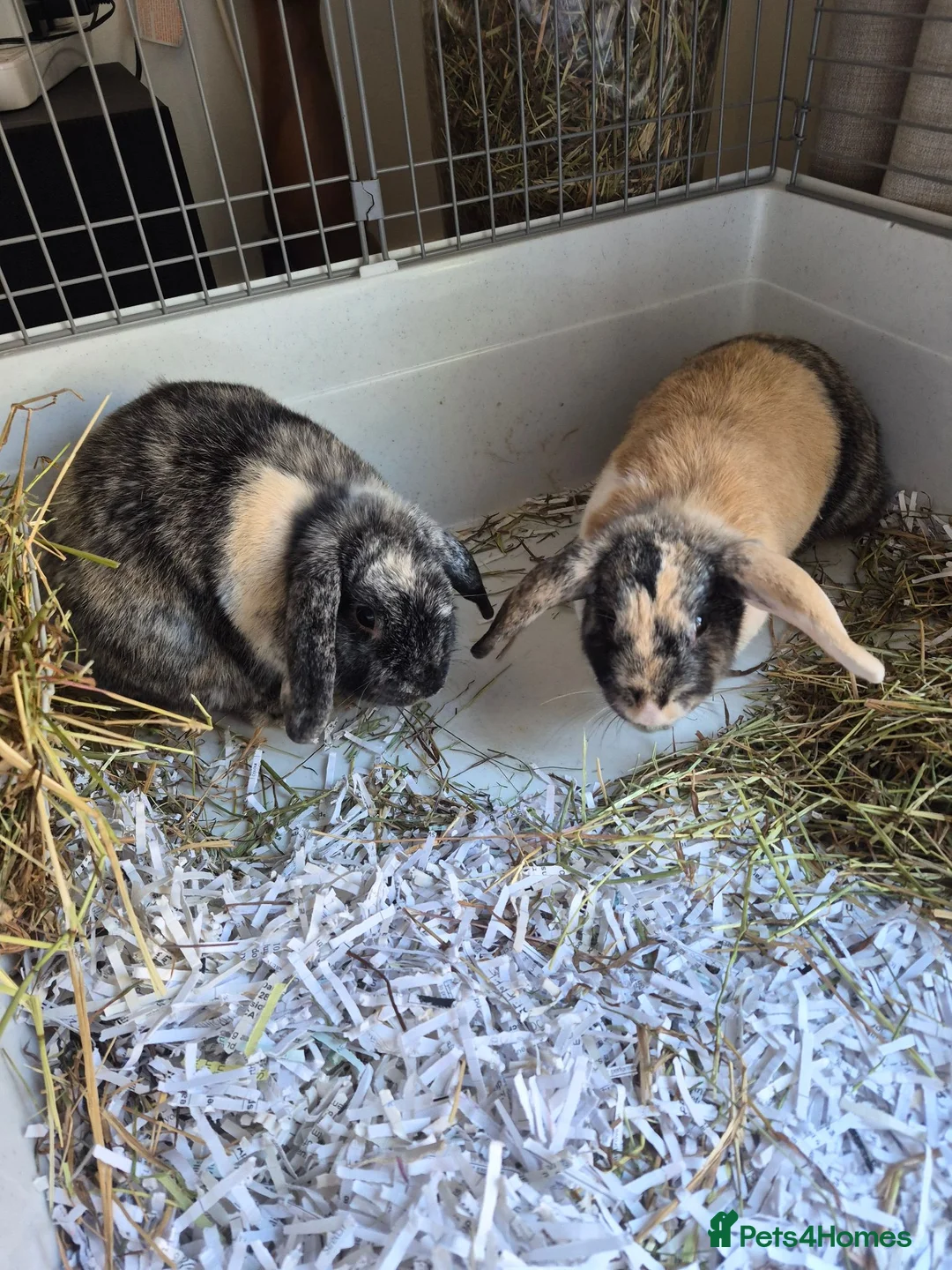 Mixed Breed rabbits for sale: Male & female rabbit free to good home. - Advert 1