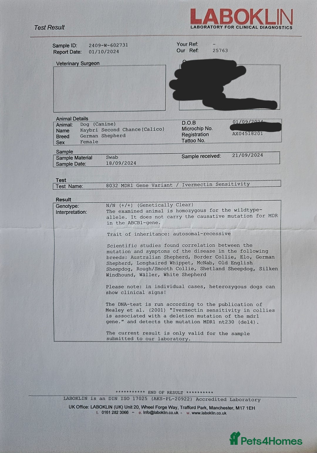 German Shepherd dogs for sale: 💠5 Beautiful healthy KC reg straight back GSP's💠 - Advert 20