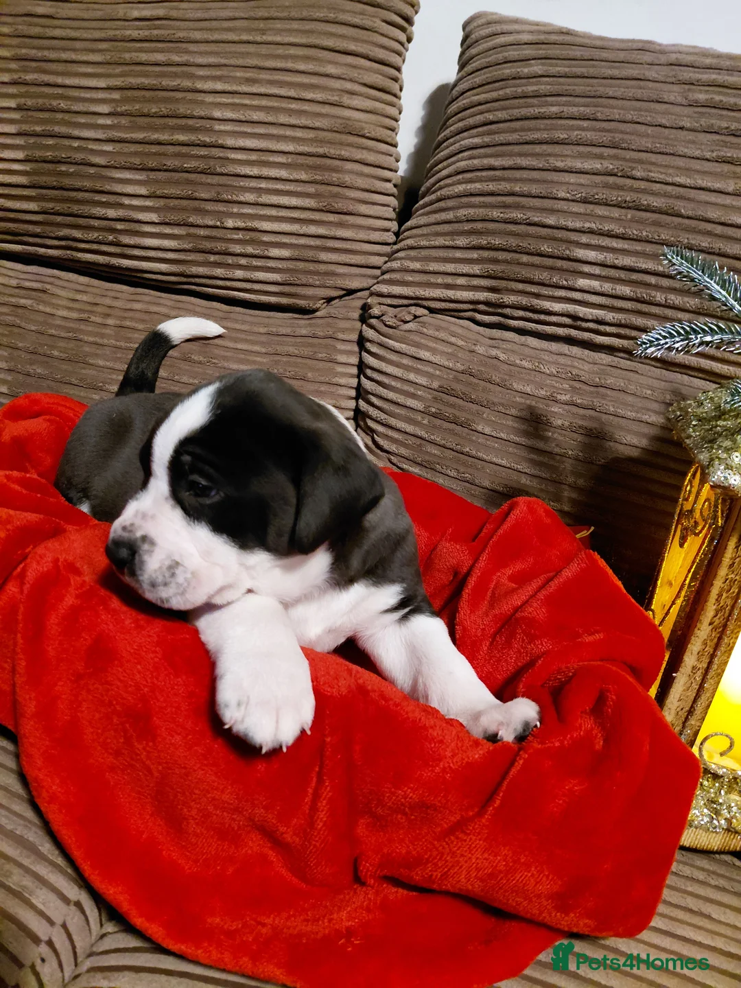 Presa Canario dogs for sale: Beautiful presa canario X alpha blue blood bulldog - Advert 2