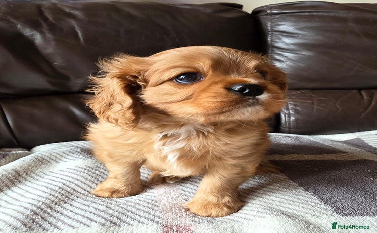 Cavalier King Charles Spaniel dogs - Advert 3
