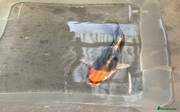 Koi Carp fish for sale: 💥QUALITY KOI CARP COLOURFUL NICE SELECTION💥 - Image 14