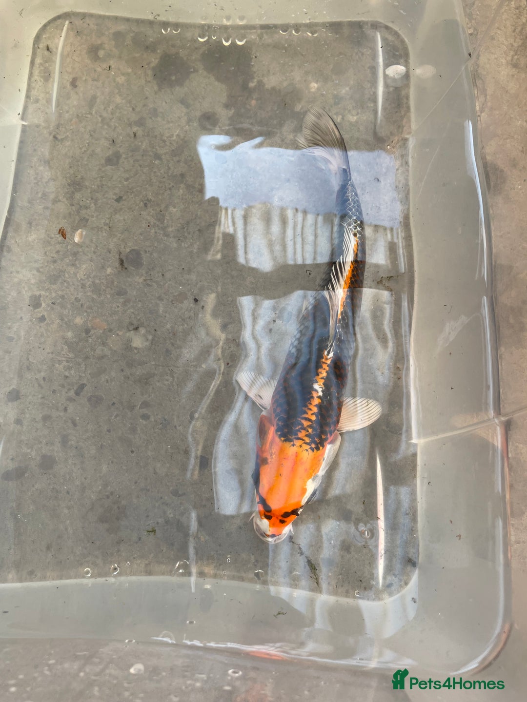 Koi Carp fish for sale: 💥QUALITY KOI CARP COLOURFUL NICE SELECTION💥 - Image 14