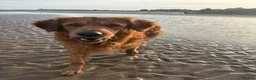 Golden Retriever dogs for sale: KC Registered Golden Retrievers - Advert 4