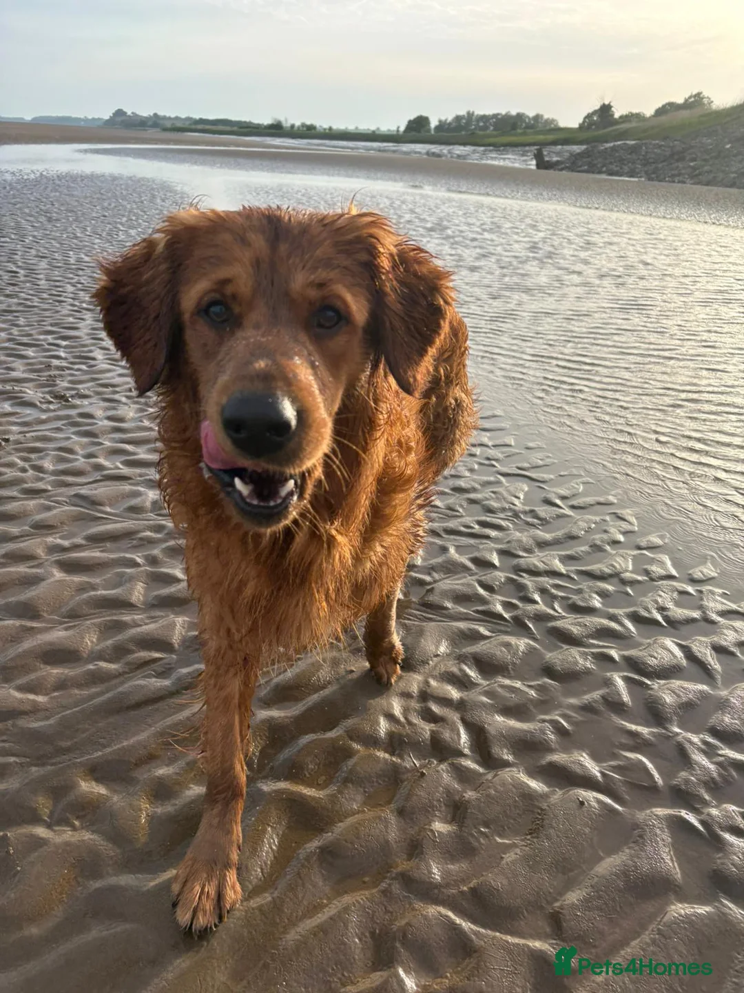 Golden Retriever dogs for sale: KC Registered Golden Retrievers - Advert 4