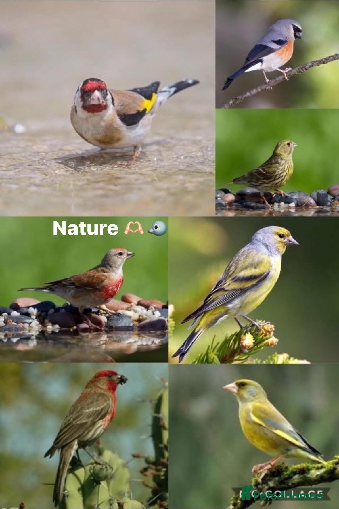 Finches birds for sale: Healthy Goldfinches & Greenfinches For Sale - Advert 9