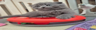 Scottish Fold 3