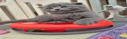 Scottish Fold cats for sale: Scottish Fold Kittens  - Advert 18