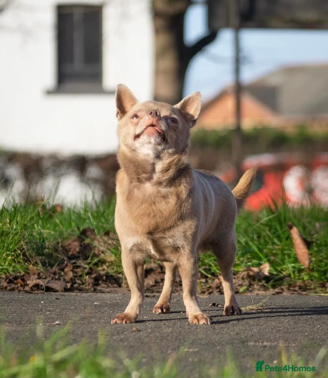 Chihuahua dogs for stud: Lilac KC Shorthaired Stud in Leeds - Advert 13