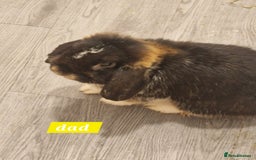 Mini Lop rabbits for sale: 3 Beautiful purebred minilops 2 girls 1 boy - Image 9