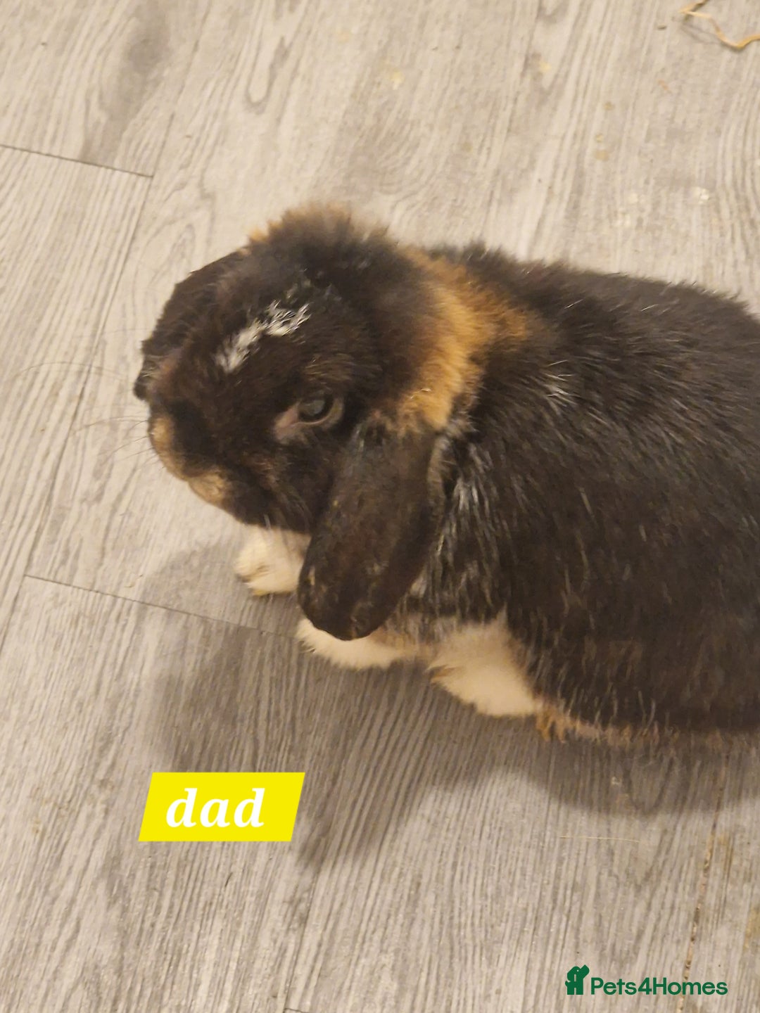 Mini Lop rabbits for sale: 3 Beautiful purebred minilops 2 girls 1 boy - Image 9