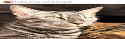 Bengal cats for sale: Exceptional silver girls & blue/ charcoal boys - Advert 10
