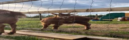 Goats livestock for sale: Registered Horned Guernsey Billy Kid - Advert 1