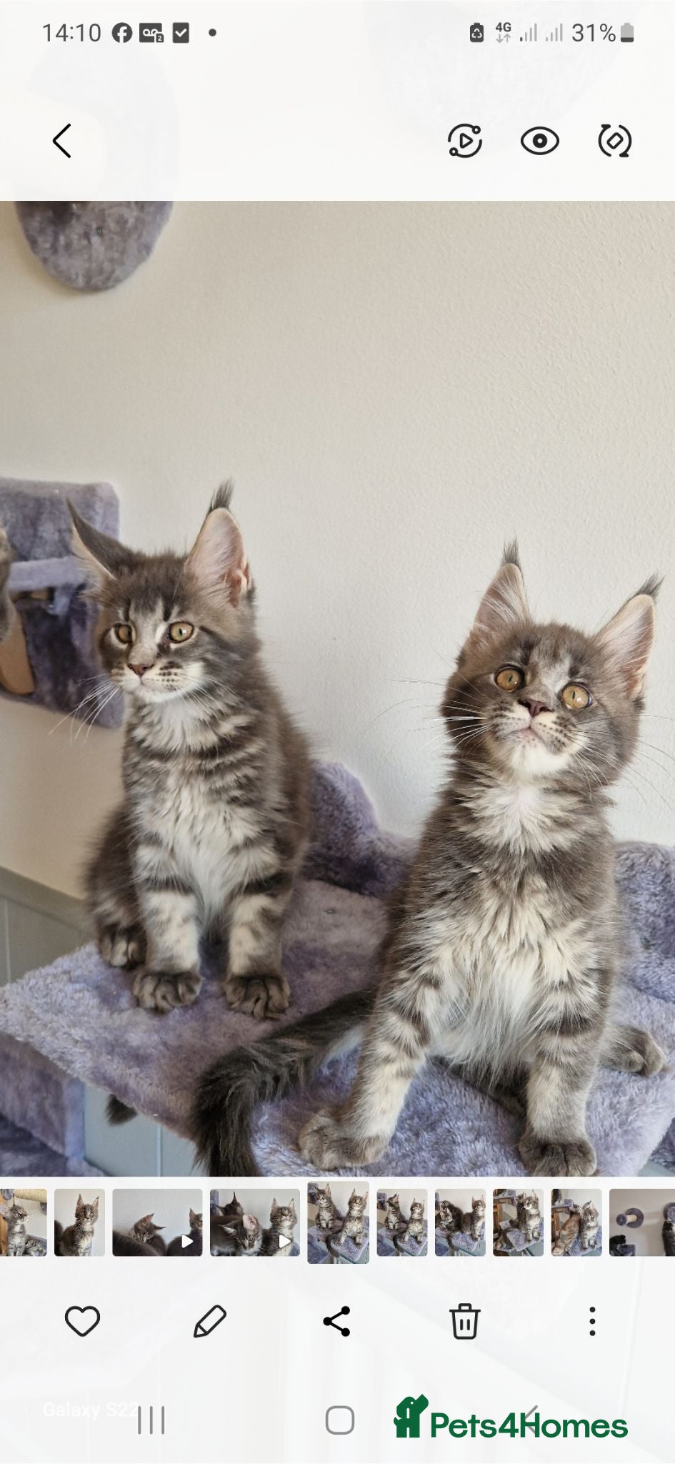 Maine Coon cats READY FOR COLLECTION  TICA registered kittens - Advert 4