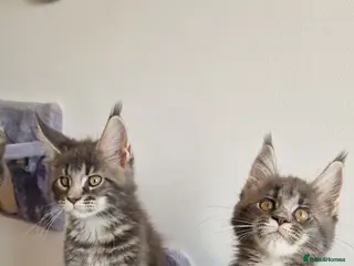 Maine Coon cats READY FOR COLLECTION TICA registered kittens - Advert 5