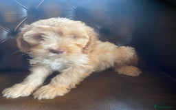 Cockapoo dogs for sale: Cockapoos  - Image 12